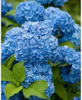 Rhododendron Sea Blue Flower Seeds for Planting – Heirloom, Non-GMO, High Germination Organic Garden Seeds
