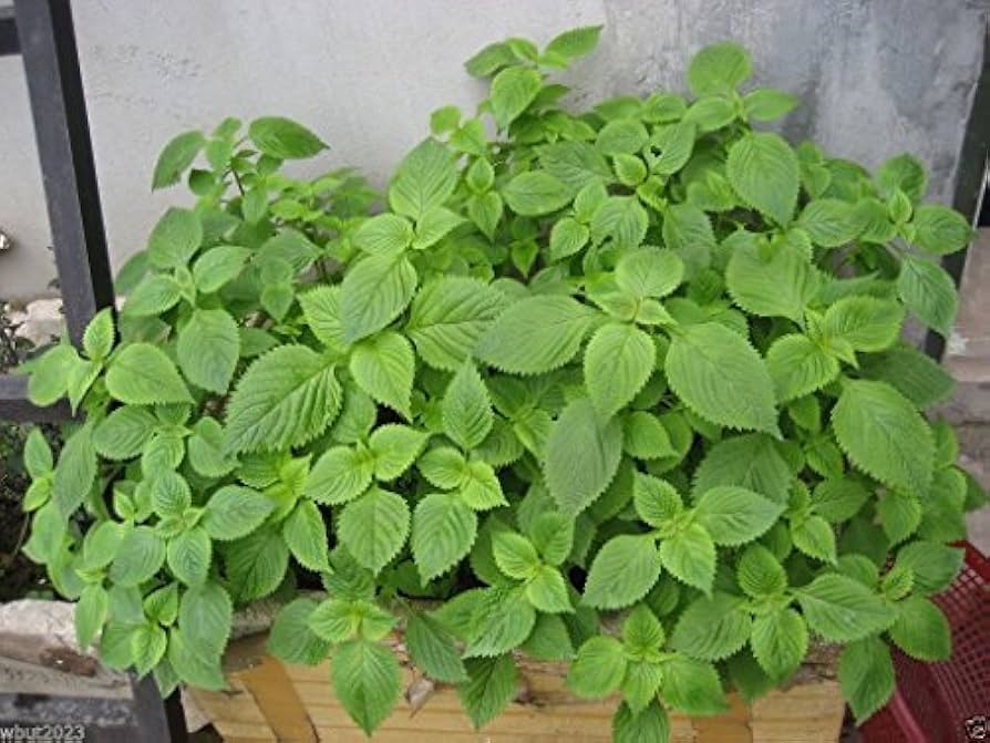 Herb Seeds,Garden seeds, Seeds For Planting,Plant Seeds