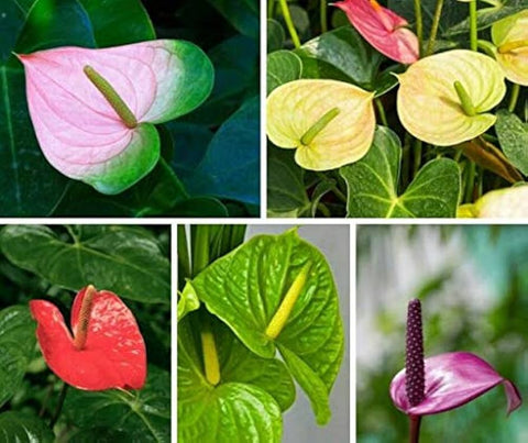 Flower Seeds, Seeds,Seeds For Planting,Plant Seeds