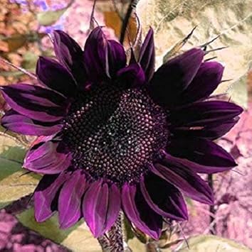 Flower Seeds, Seeds,Seeds For Planting,Plant Seeds