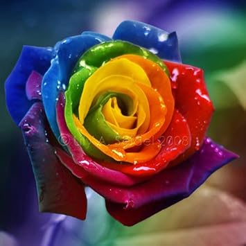 Flower Seeds, Seeds,Seeds For Planting,Plant Seeds