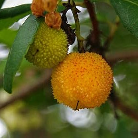 Fruit Seeds,Garden seeds, Seeds For Planting,Plant Seeds