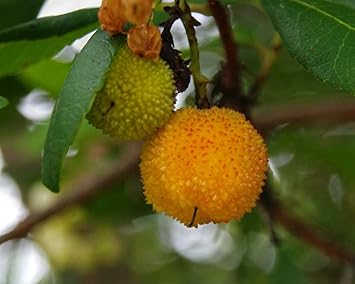 Fruit Seeds,Garden seeds, Seeds For Planting,Plant Seeds