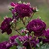 Ebb Tide Deep Purple Rose Seeds for Planting - Heirloom, Non-GMO, High Germination, Organic Garden Seeds