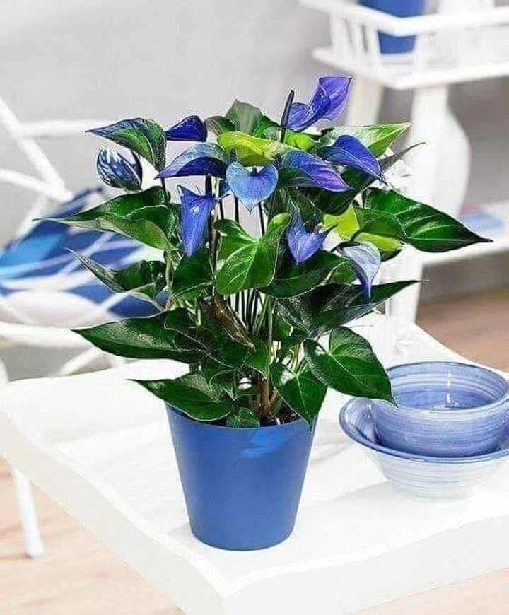 Blue Anthurium Flower Seeds for Planting – Vibrant Colors, Heirloom, Non-GMO, High Germination