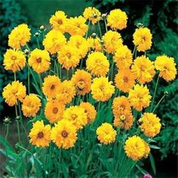 Flower Seeds, Seeds,Seeds For Planting,Plant Seeds