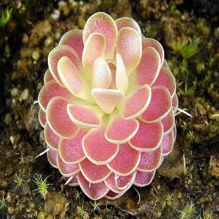 Mexican Butterwort Carnivorous Flower Seeds – Hardy Heirloom Non-GMO Planting