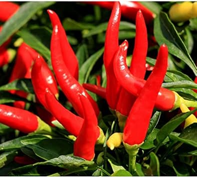 Vegetable Seeds,Garden seeds, Seeds For Planting,Plant Seeds