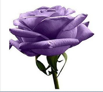 Flower Seeds, Seeds,Seeds For Planting,Plant Seeds