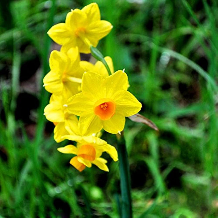 Narzisse Flower Seeds for Planting – Bright Spring Blooms for Gardens &amp; Pots