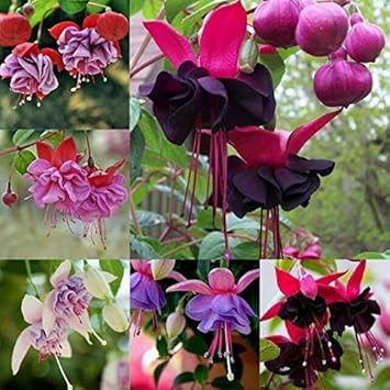 Flower Seeds, Seeds,Seeds For Planting,Plant Seeds