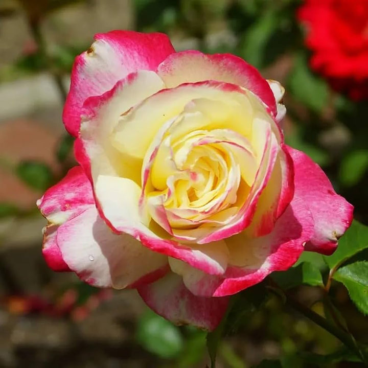 Double Delight Hybrid Tea Rose Flower Seeds for Planting – Heirloom, Non-GMO, High Germination