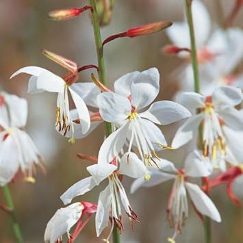 Flower Seeds, Seeds,Seeds For Planting,Plant Seeds