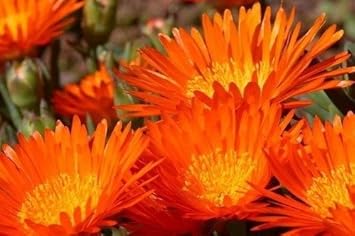 Flower Seeds, Seeds,Seeds For Planting,Plant Seeds