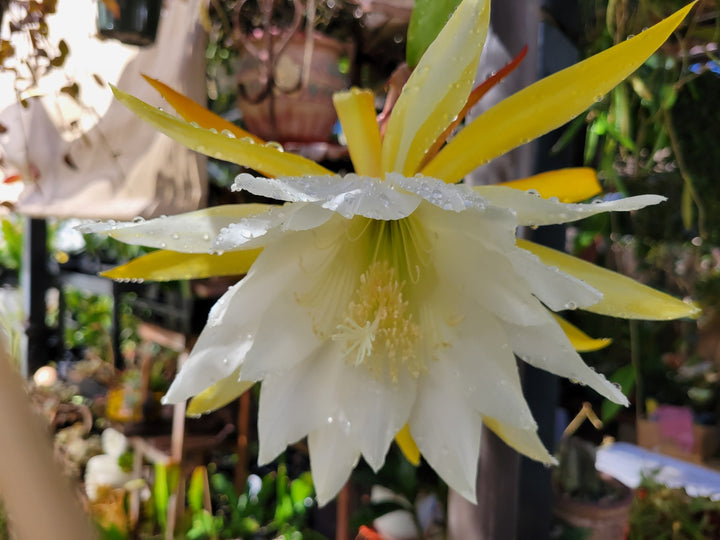 Yellow White Epiphyllum Flower Seeds for Planting – Hardy Variety, Heirloom, Non-GMO Home Garden