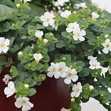 Flower Seeds, Seeds,Seeds For Planting,Plant Seeds