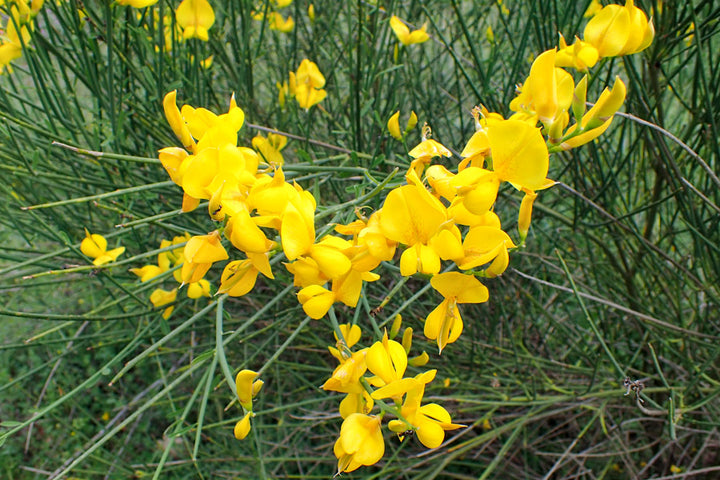 Spartium Flower Seeds for Planting – Heirloom, Non-GMO, High Germination