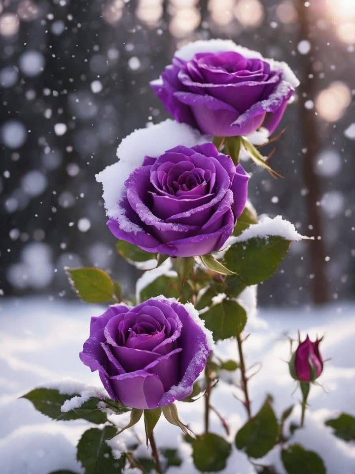 Dark Violet Snow Rose Flower Seeds for Planting – Heirloom, Non-GMO, Shade-Tolerant Organic Garden Seeds