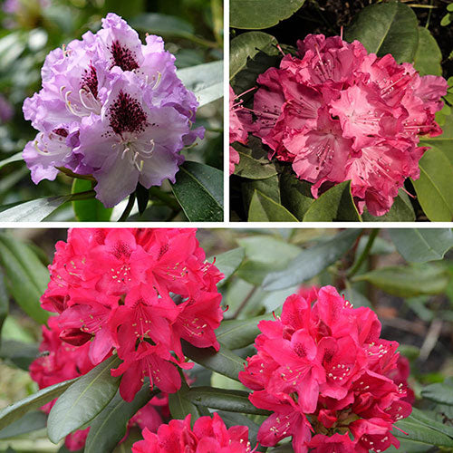 Rhododendron Flower Seeds for Planting Mixed Colors – Heirloom Non-GMO, High Germination Organic Garden Seeds