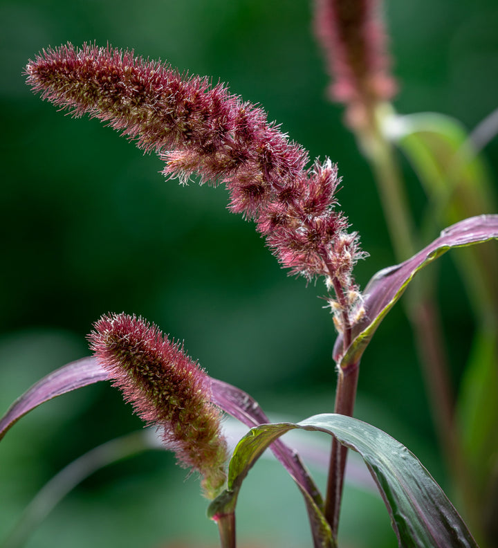 Foxtail Millet Red Jewel Ornamental Flower Seeds for Planting | Heirloom Non-GMO High Germination