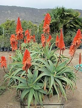 Flower Seeds, Seeds,Seeds For Planting,Plant Seeds