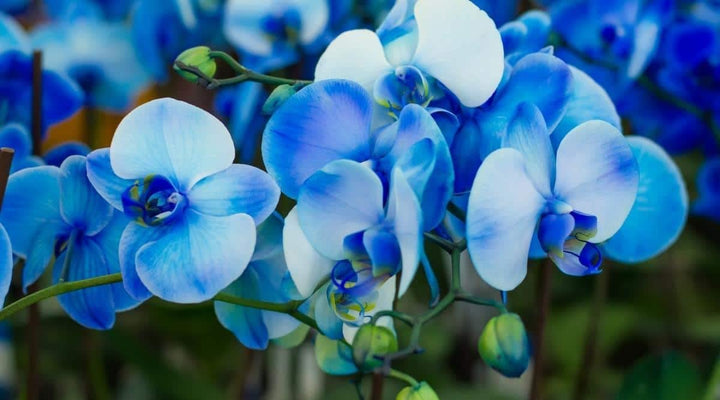 Phalaenopsis Flower Seeds for Planting Sky Blue & White – Seasonal Bloomer, Heirloom, Non-GMO, High Germination Organic Garden Seeds
