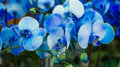 Sky Blue Phalaenopsis Orchid Flower Seeds for Planting – Heirloom, Non-GMO, High Germination Organic Seeds
