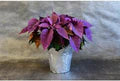 Purple Poinsettia Flower Seeds for Planting | Heirloom Non-GMO Organic Garden Seeds