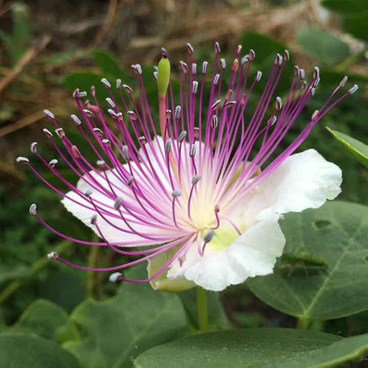 White Caper Flower Seeds for Planting – Heirloom Non-GMO, High Germination Organic Garden Seeds