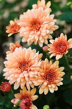 Flower Seeds, Seeds,Seeds For Planting,Plant Seeds