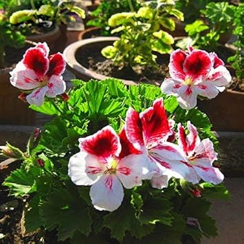 Flower Seeds, Seeds,Seeds For Planting,Plant Seeds