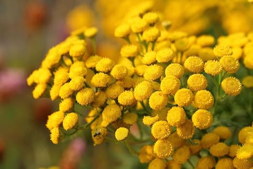 Tansy Flower seeds for Planting - Compact Growth, Heirloom &amp; GMO Free Seeds for Home Garden, 100 pcs
