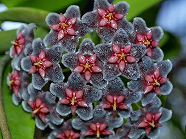 Ash Hoya Flower Seeds for Planting - Heirloom, Non-GMO, High Germination Organic Garden Seeds