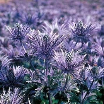 Purple Eryngium Flower Seeds for Planting – Heirloom, Non-GMO, High Germination Organic Garden Seeds