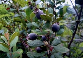 Fruit Seeds,Garden seeds, Seeds For Planting,Plant Seeds