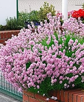 Pink Lavender Flower Seeds for Planting – Heirloom, Non-GMO Pollinator-Friendly Organic Garden Seeds