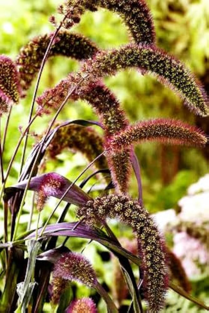 Foxtail Millet Red Jewel Ornamental Flower Seeds for Planting | Heirloom Non-GMO High Germination