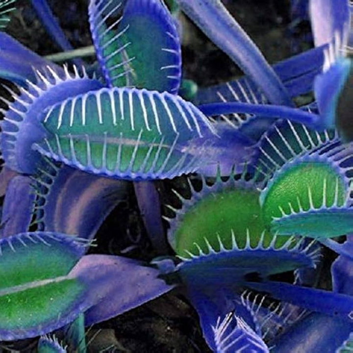 Blue Green Venus Fly Trap Seeds Flower Seeds for Planting – Sun Loving, Heirloom & Non-GMO Garden Seeds