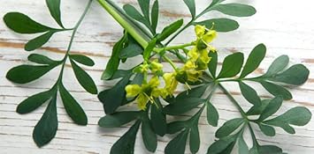 Herb Seeds,Garden seeds, Seeds For Planting,Plant Seeds