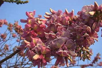 Flower Seeds, Seeds,Seeds For Planting,Plant Seeds