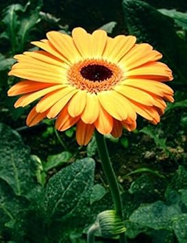 Flower Seeds, Seeds,Seeds For Planting,Plant Seeds