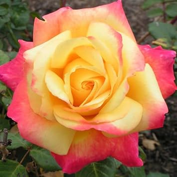 Yellow Red Climbing Rose Flower Seeds for Planting – Heirloom, Non-GMO, High Germination Organic Garden Seeds