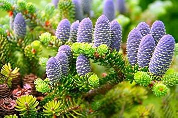 Purple Abies Flower Seeds for Planting – Heirloom, Non-GMO, High Germination Organic Garden Seeds