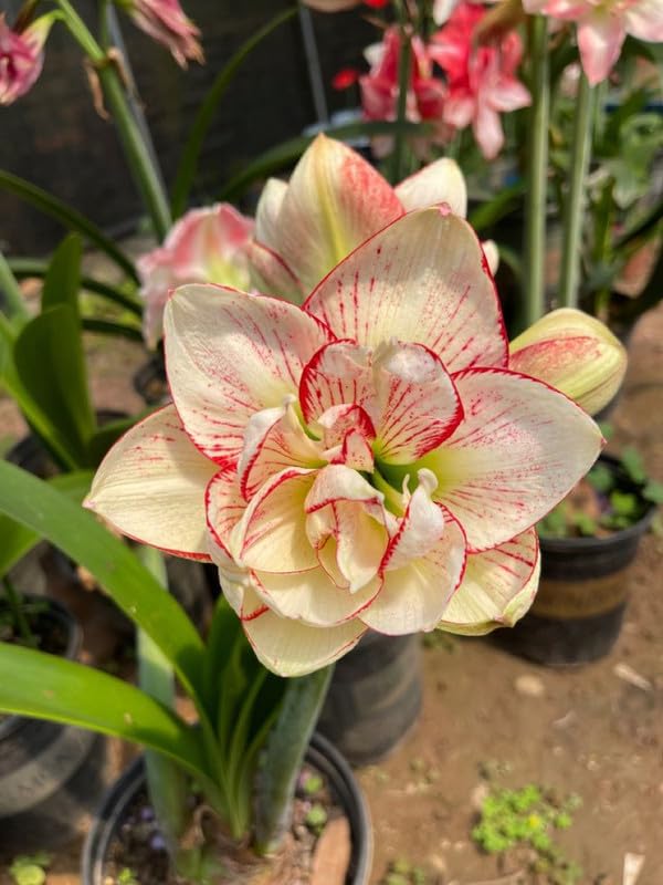 Light Yellow Hippeastrum Flower Seeds for Planting | Heirloom Non-GMO Organic Garden Seeds