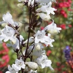Flower Seeds, Seeds,Seeds For Planting,Plant Seeds