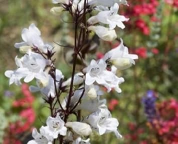 Flower Seeds, Seeds,Seeds For Planting,Plant Seeds