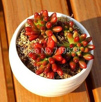 Flower Seeds, Seeds,Seeds For Planting,Plant Seeds