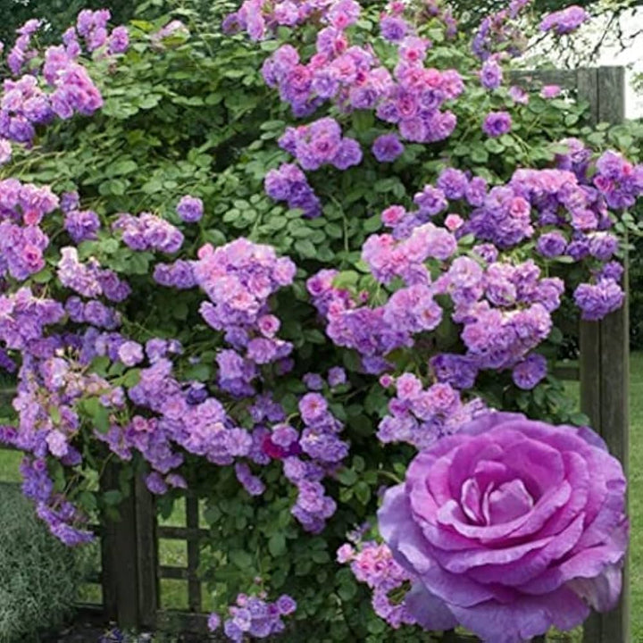Climbing Rose Flower seeds for Planting – Sun Loving, Heirloom & GMO Free Seeds for Home Garden, High Germination