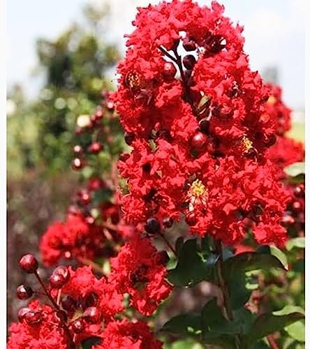 Crepe Myrtle Flower Seeds for Planting – Heirloom, Non-GMO, Seasonal Bloomer, High Germination Organic Seeds