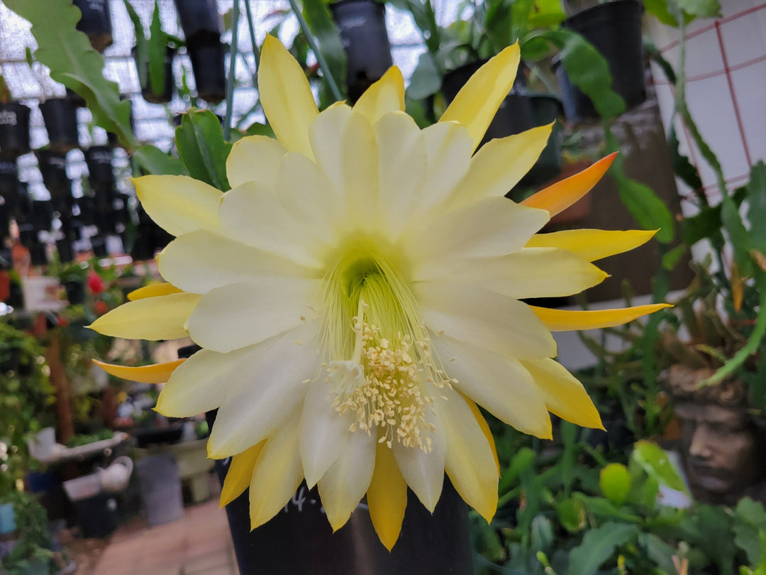 Yellow White Epiphyllum Flower Seeds for Planting – Hardy Variety, Heirloom, Non-GMO Home Garden